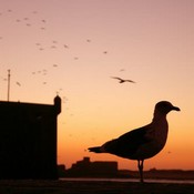 Essaouira